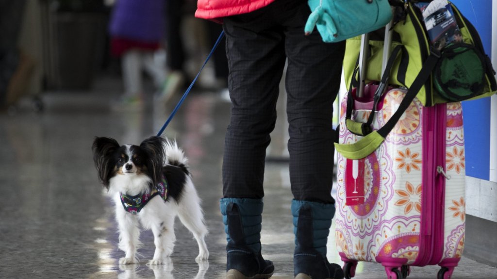  &iquest;Viajas en D&iacute;a de Acci&oacute;n de Gracias a pesar de la COVID? Mira estos consejos 