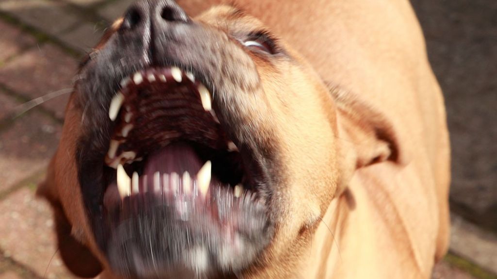  Ni&ntilde;a es mordida por Pitbull en Guayanilla 