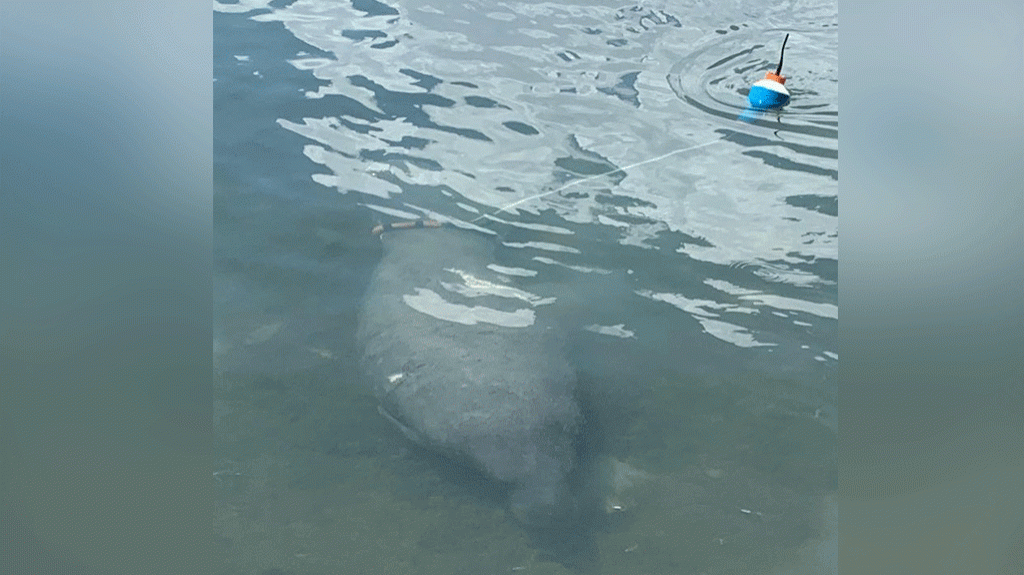  El manat&iacute; Tuque fue liberado luego de 70 d&iacute;as en rehabilitaci&oacute;n 