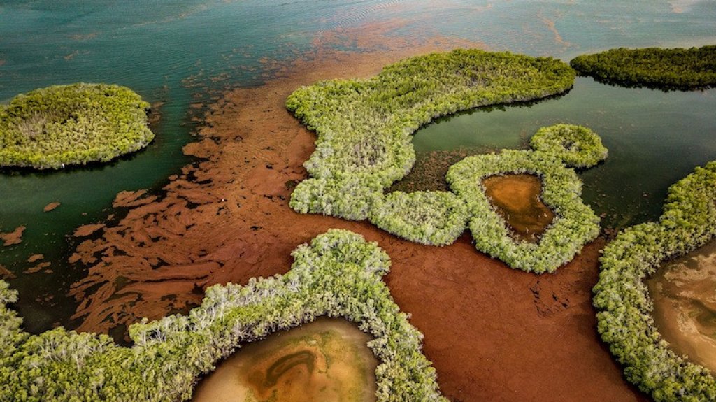  RUM obtiene subvenci&oacute;n de la NASA para estudiar sargazo 