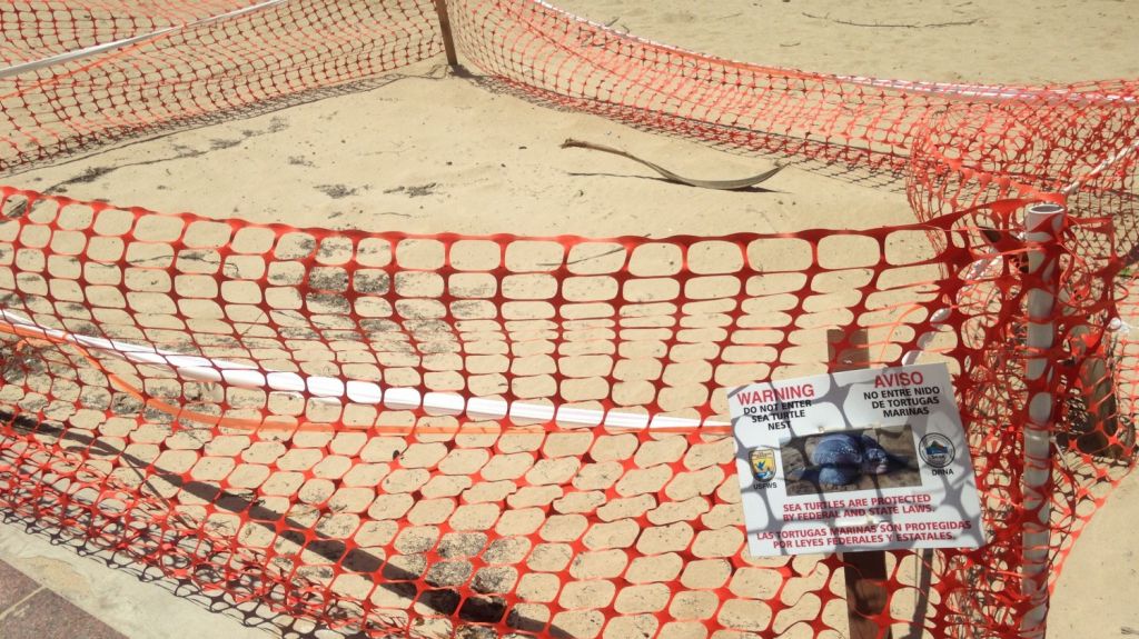  Reportan 700 nidos de tortuga carey en Isla de Mona 