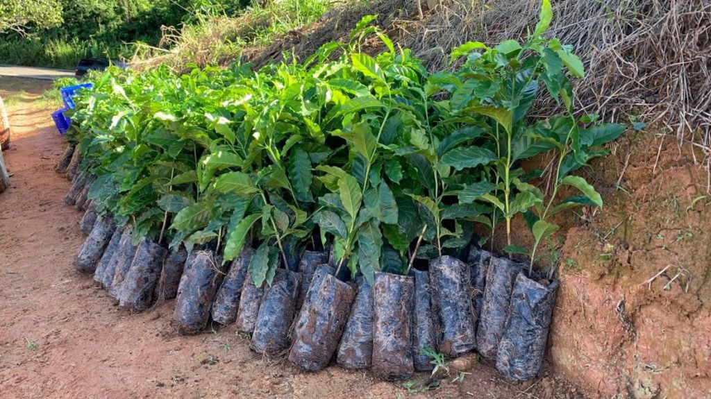  Agricultura entregar&aacute; esta semana m&aacute;s de medio mill&oacute;n de arbolitos de caf&eacute; 