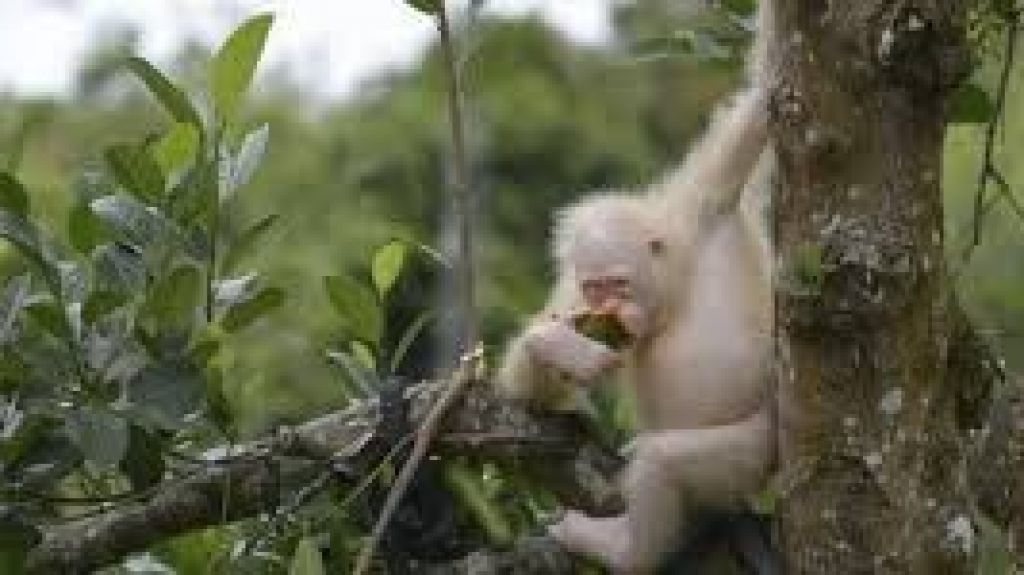  Vea video: Liberan la orangutana albina Alba en un parque nacional de Indonesia 