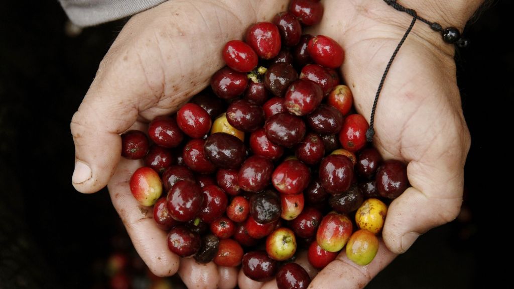  Investigan fraude en venta de caf&eacute; Mi AEELA en Puerto Rico 