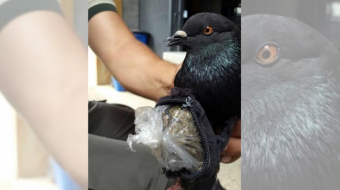 Policía de Costa Rica captura una 'narcopaloma'