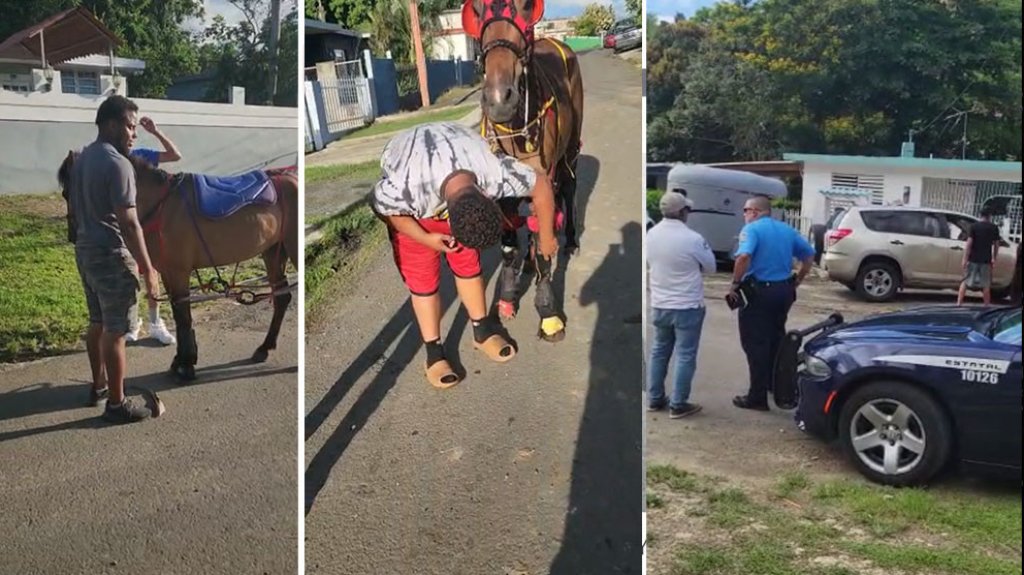  Video: Aparecen los due&ntilde;os del caballo que se volvi&oacute; viral en las redes 