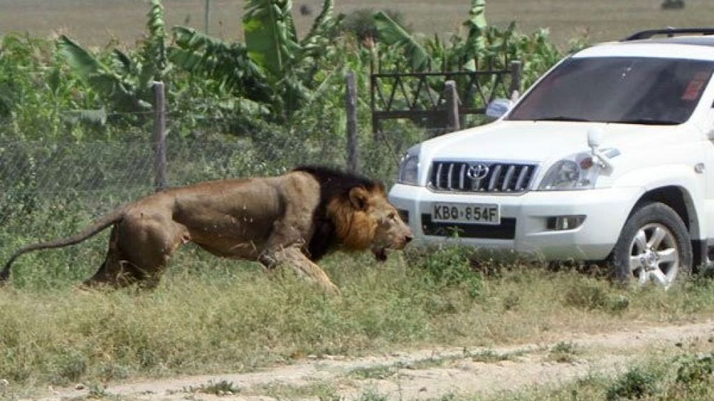  Un le&oacute;n escapa de un parque natural y se come a un hombre en Kenia 