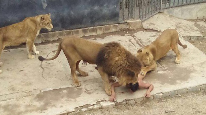 Video:Hombre se lanza a la jaula de los leones, se desnuda y los provoca