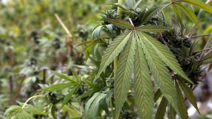 Aceite de marihuana, alivio contra efectos de quimioterapia en cÃ¡ncer de mama