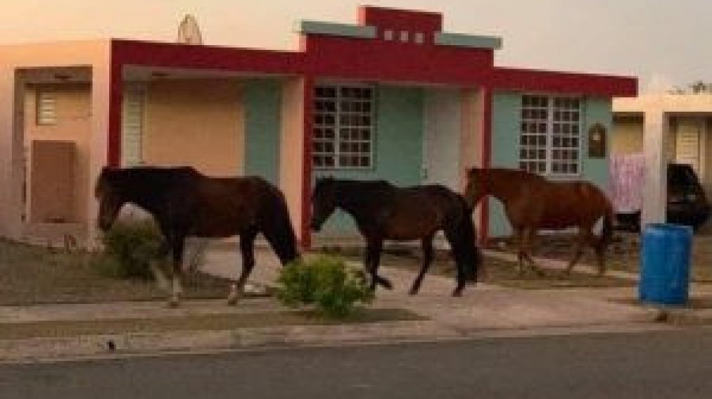  Someten ordenanza en Salinas para incautar caballos realengos, que est&eacute;n amarrados o pastando, y que se encuentre en &aacute;reas p&uacute;blicas y privadas sin autorizaci&oacute;n 