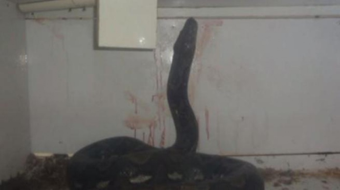 Rescatan a hombre que era asfixiado por pitÃ³n en Kentucky