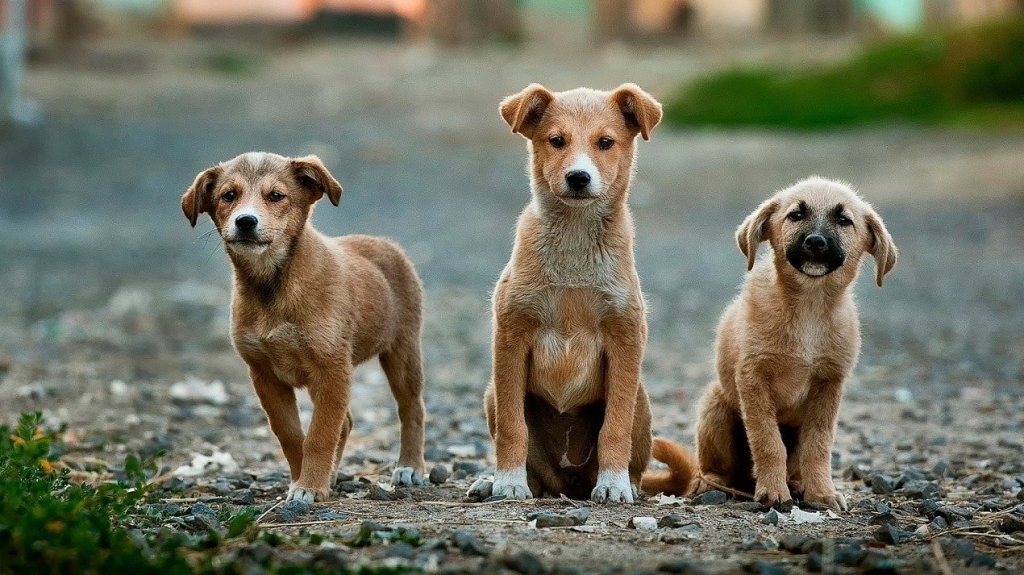  Radican faltas contra un menor de edad por violar la Ley de Armas y Maltrato animal 