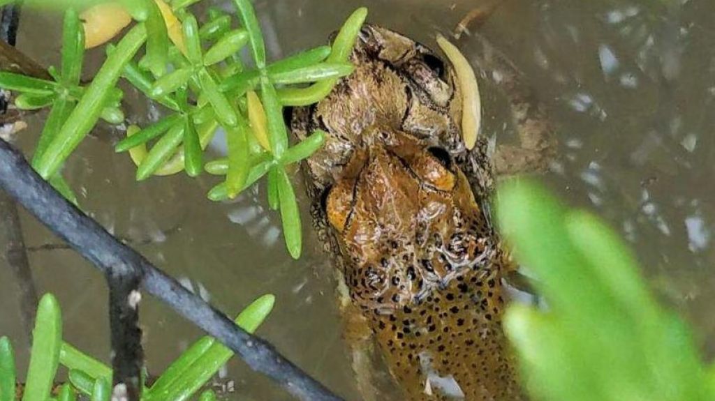  Sapo concho se reproduce en el Bosque de Gu&aacute;nica tras lluvias dejadas por Karen 