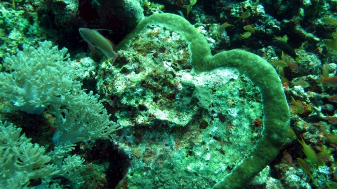 Universidad de P.Rico recibirÃ¡ fondos federales para rehabilitaciÃ³n arrecifes