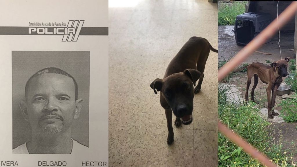  Arrestado y fichado; se mud&oacute; de su casa en Juncos y dej&oacute; a su perro amarrado y abandonado 