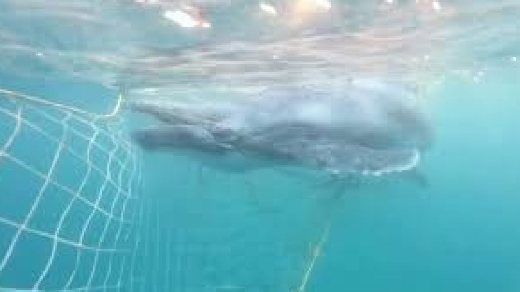  Vea video: Rescatan a una cr&iacute;a de ballena atrapada en unas redes contra tiburones en Australia 