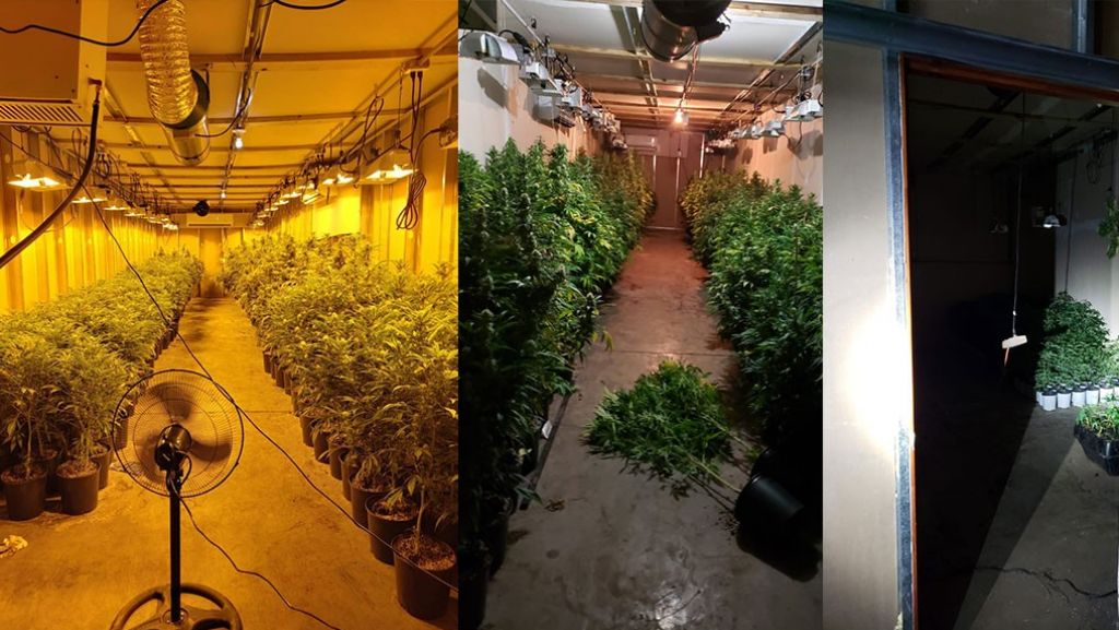  Video del mega invernadero de marihuana encontrado ayer en un sector de San Juan 