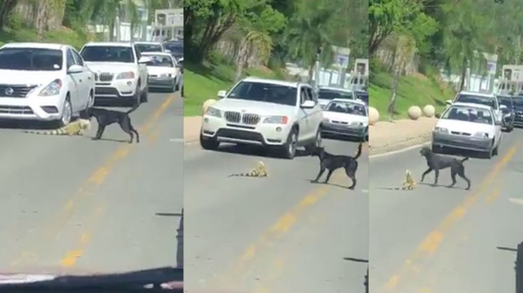  Video: Pelea de perro vs Iguana en Gurabo 