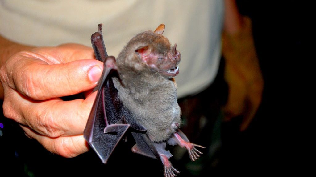 Piden ayudar a los murciÃ©lagos, afectados tras el paso del huracÃ¡n MarÃ­a