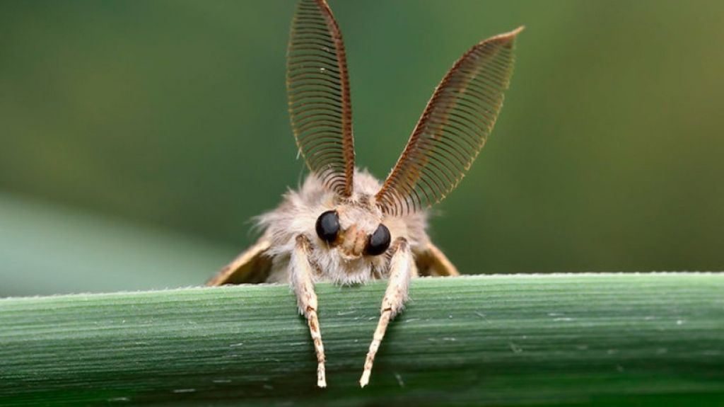  &ldquo;Polillas gitanas&rdquo;, &iquest;la nueva plaga? Incrementa su presencia significativamente en Estados Unidos 