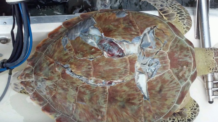 Muere carey hembra en La Parguera tras ser impactada por una embarcaciÃ³n