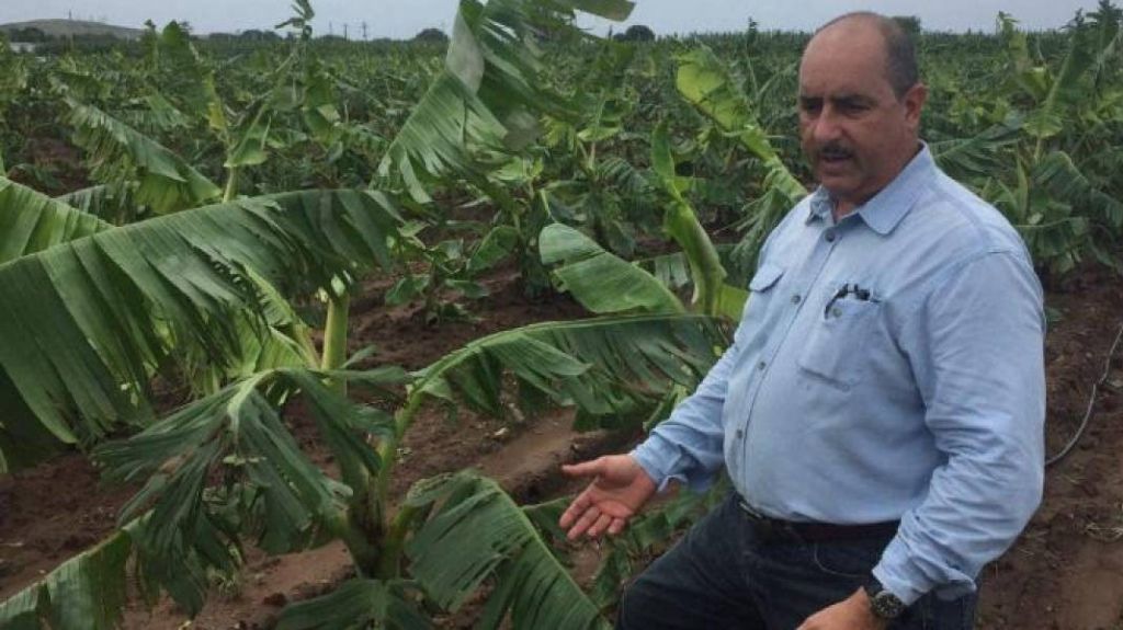  Secretario de Agricultura toma medidas para evitar entrada de peligroso hongo que ataca a pl&aacute;tanos y guineos 