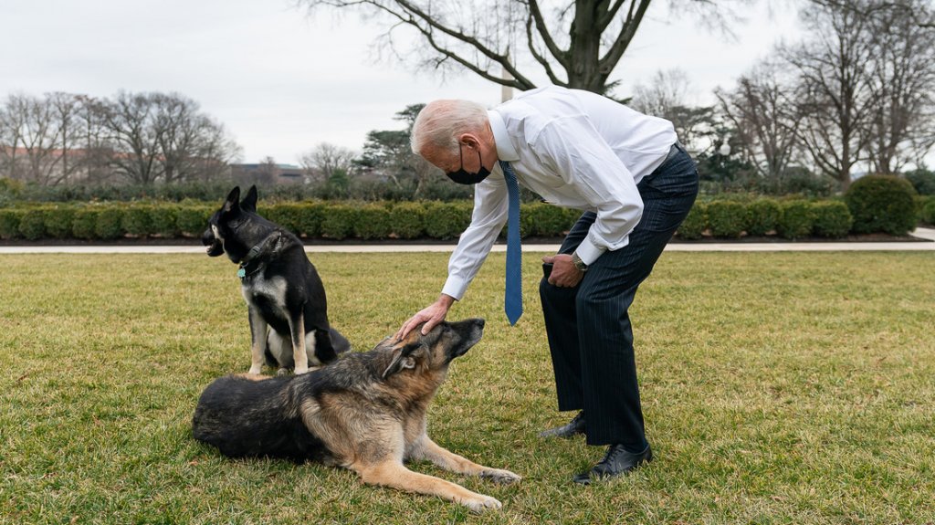  Sacan de la Casa Blanca a los dos perros de Joe Biden por comportamiento agresivo 