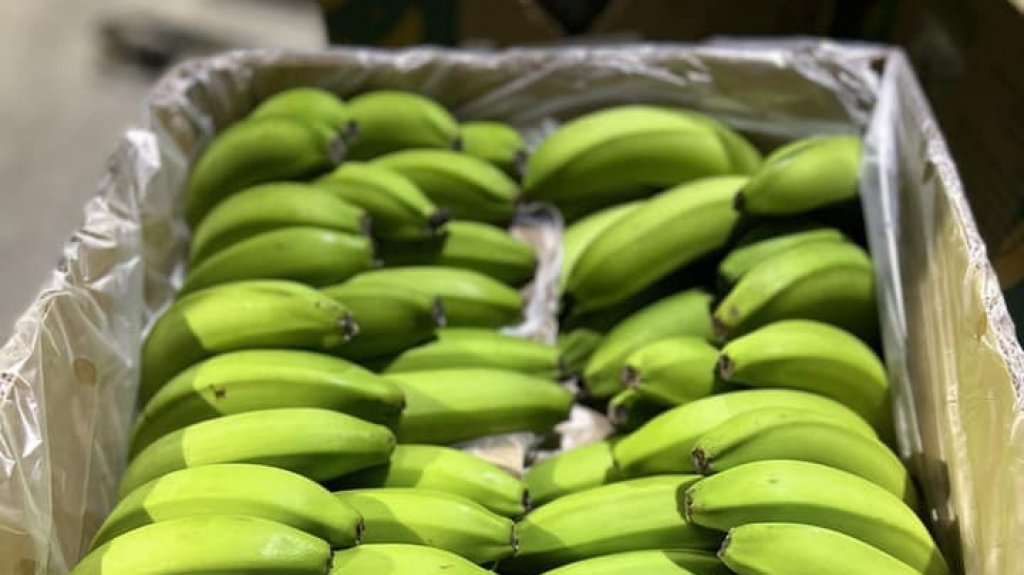  Se pudrieron los guineos importados, confirma Agricultura 