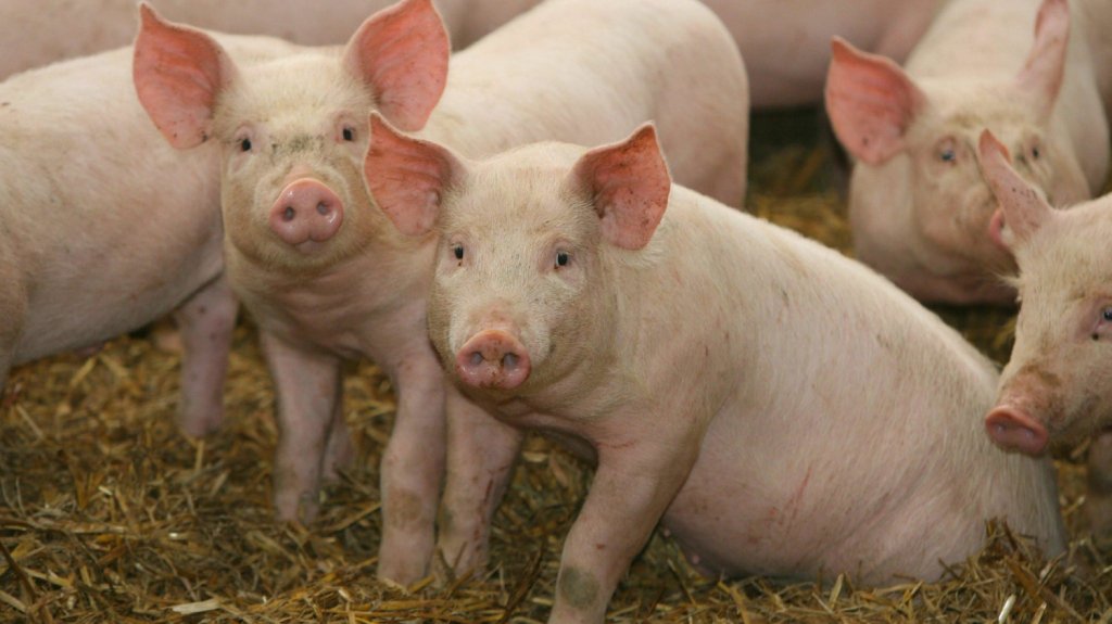  Peste porcina africana: lo que debes saber. Colegio de M&eacute;dicos Veterinarios orienta sobre esta enfermedad que afecta a cerdos dom&eacute;sticos 