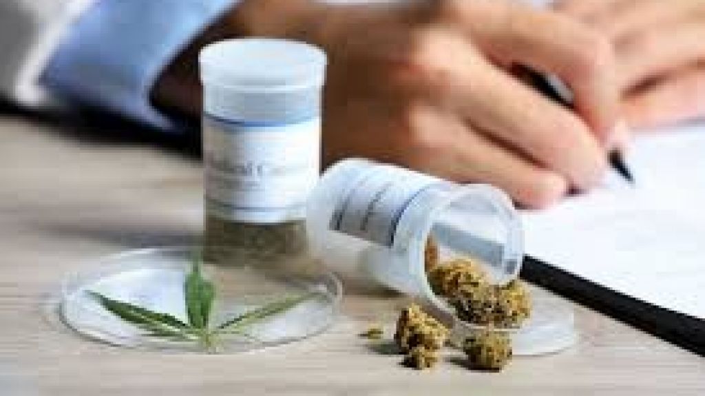  Establecerán 250 establecimientos de Cannabis Medicinal ante crecimiento en demanda por certificaciones 