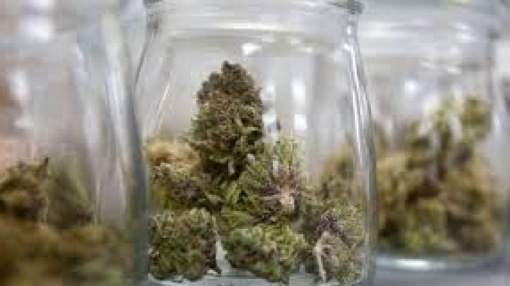  Alegan a&uacute;n hay muchos m&eacute;dicos con dudas sobre cannabis 