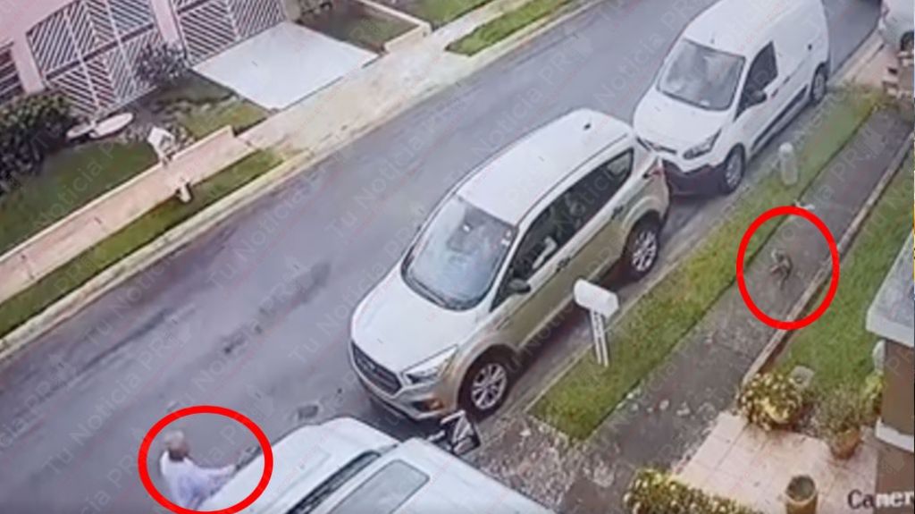  Publican video del momento en que un hombre en Bayam&oacute;n le dispara a un gato 
