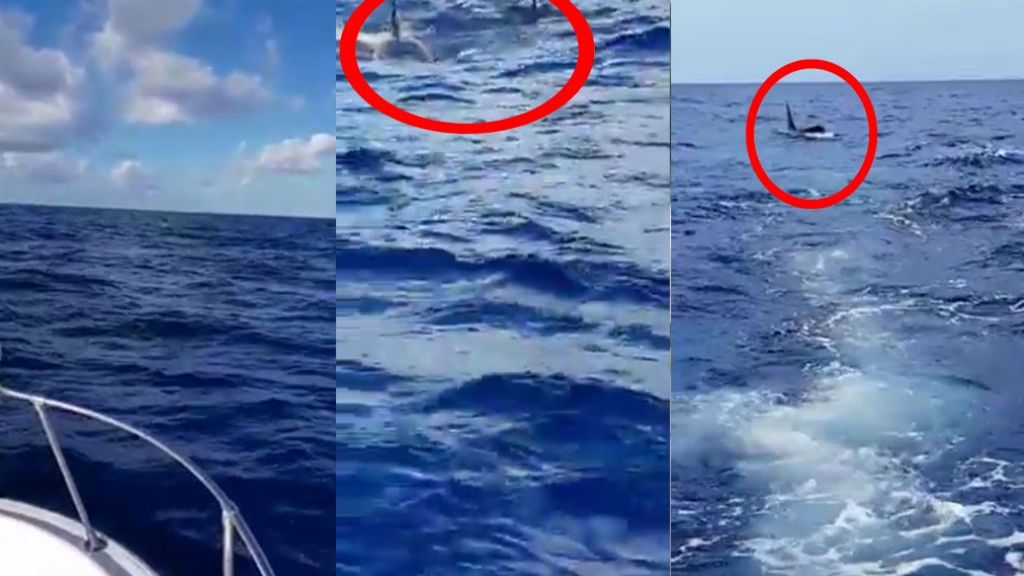  Video: Captan grupo de ballenas en las costas de Ponce 