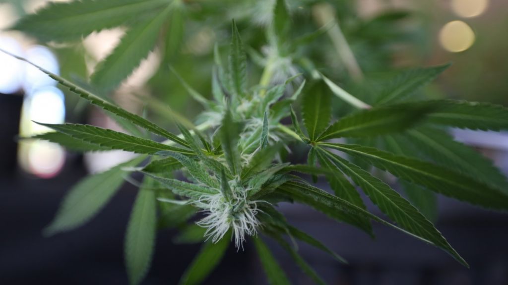  Hombre invita a polic&iacute;a a fumar marihuana de la planta que cultivaba 