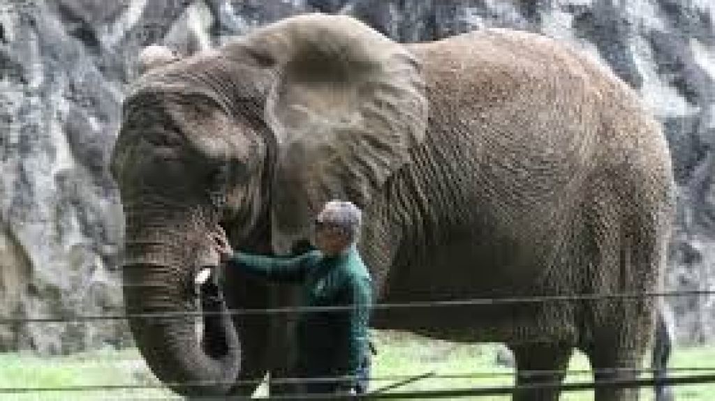  Municipio de Mayag&uuml;ez recurre sentencia en caso del Fideicomiso del Zool&oacute;gico 