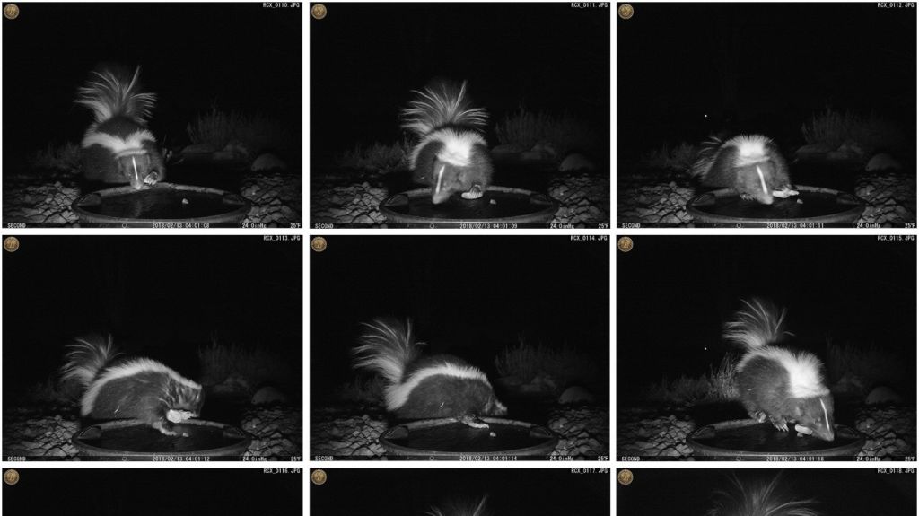  Registran por primera vez a una mofeta usando una piedra como herramienta 