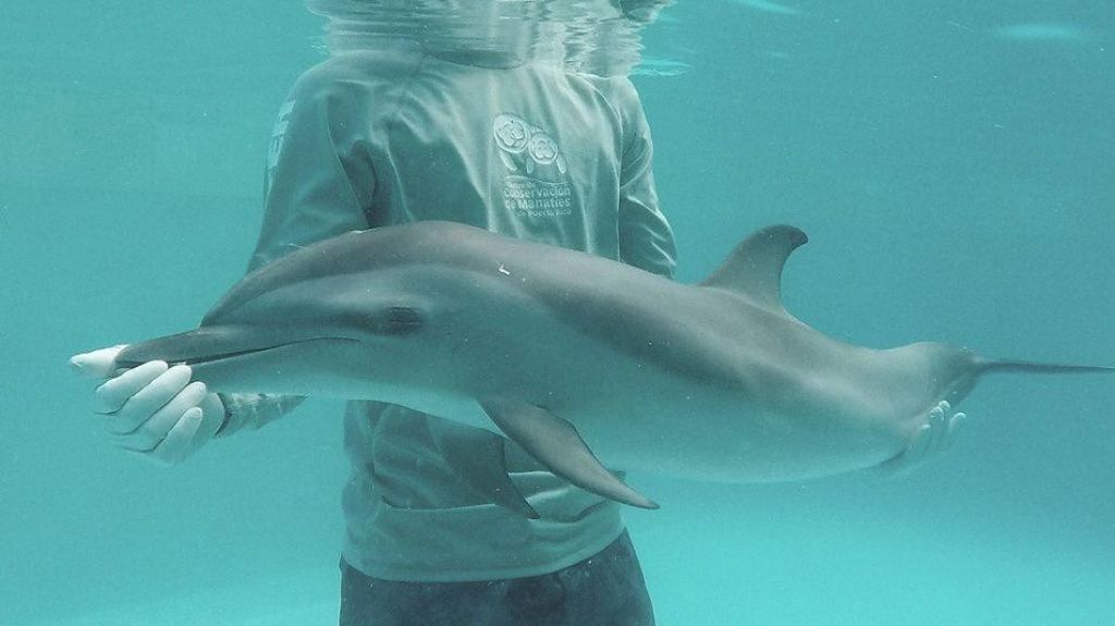 Especialistas marinos boricuas coordinan rescate de cachorra de delf&iacute;n en Antigua 