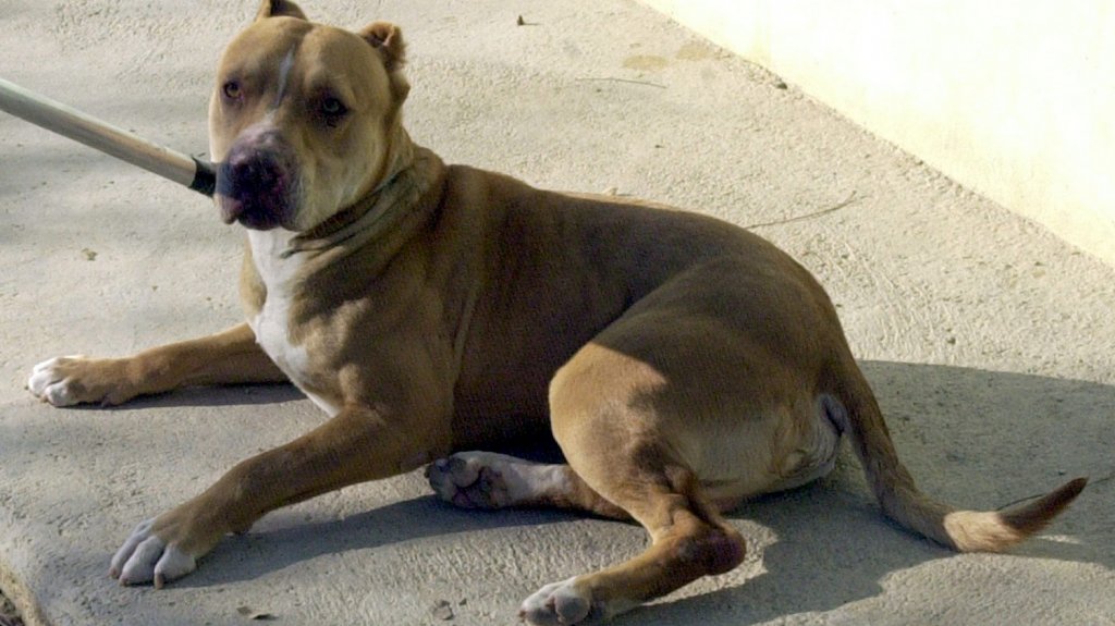  Un perro pitbull mata a su due&ntilde;a de 84 a&ntilde;os en su casa en Florida 