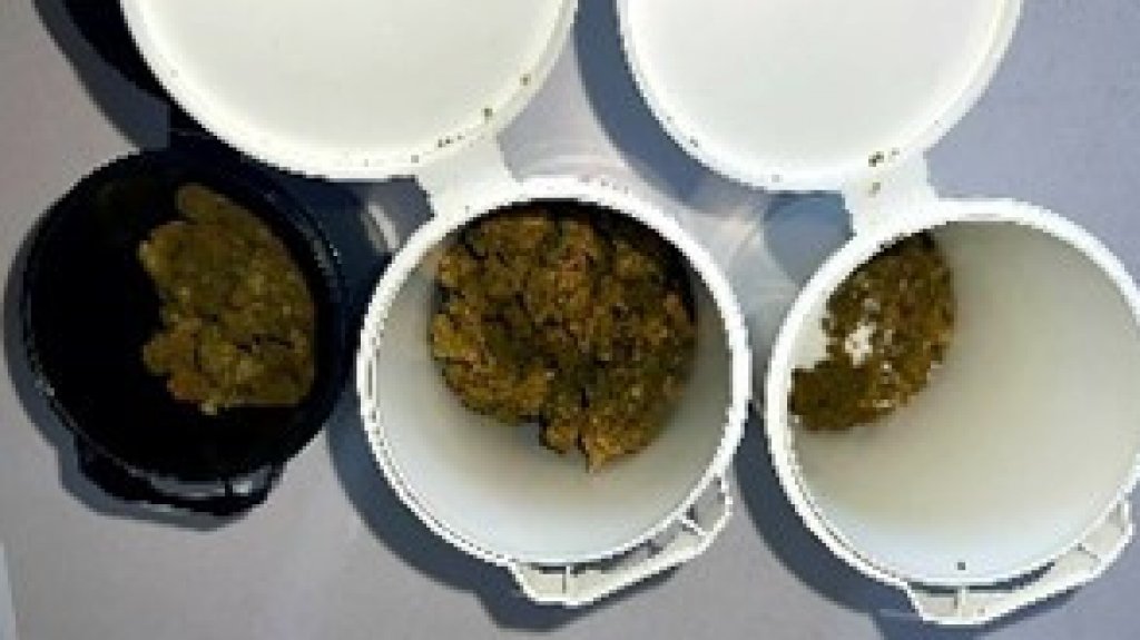  Bajo fianza 3 &ldquo;chamaquitos&rdquo; de 18 y 19 a&ntilde;os arrestados con marihuana en Aguadilla 
