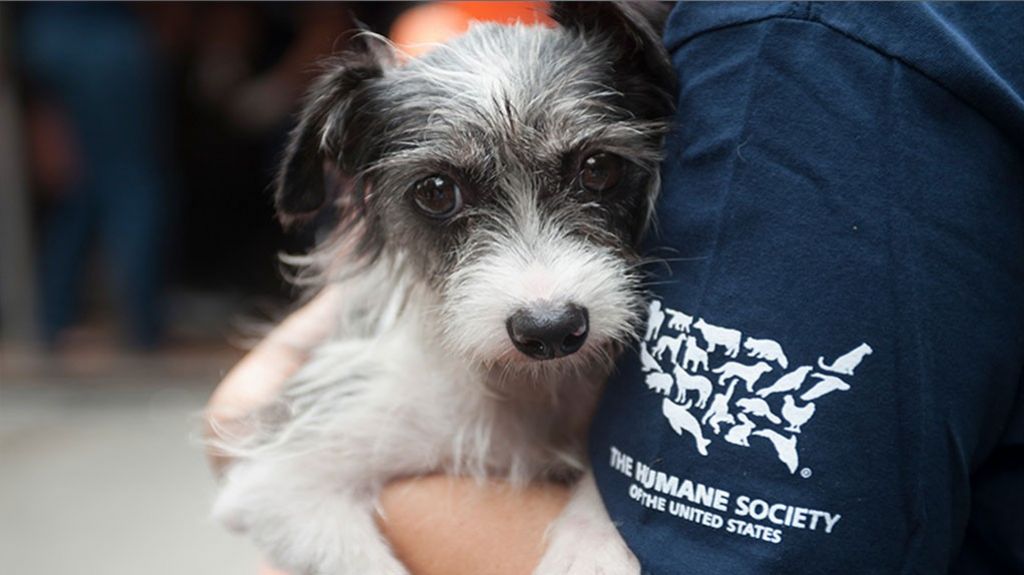  The Humane Society of the United State ya no ofrecer&aacute; cl&iacute;nicas de esterilizaci&oacute;n y vacunaci&oacute;n gratuitas a mascotas por decisi&oacute;n judicial 