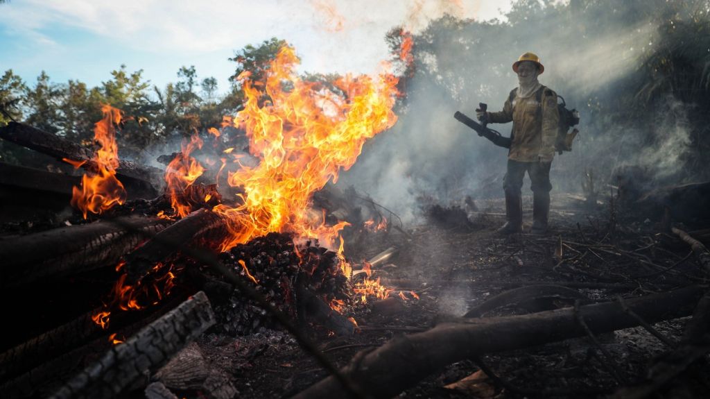  La "devastadora" p&eacute;rdida de bosques contin&uacute;a pese a las promesas de protegerlos 