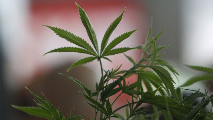 Instituto Nacional de CÃ¡ncer de EE.UU.: La marihuana es capaz de eliminar los tumores