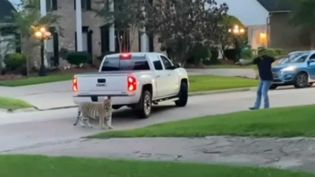  Arrestan a hispano dueño de un tigre que andaba suelto en Houston 