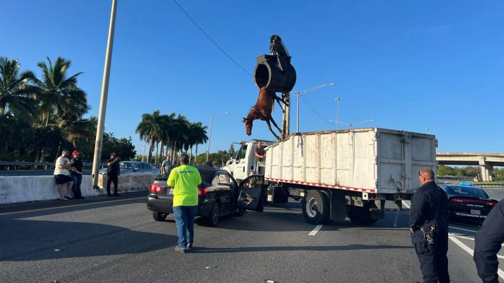  Fotos: As&iacute; qued&oacute; el caballo dentro de un auto esta madrugada en la Pi&ntilde;ero 