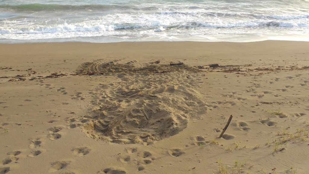  Esperan temporada exitosa anidaje de tinglares 