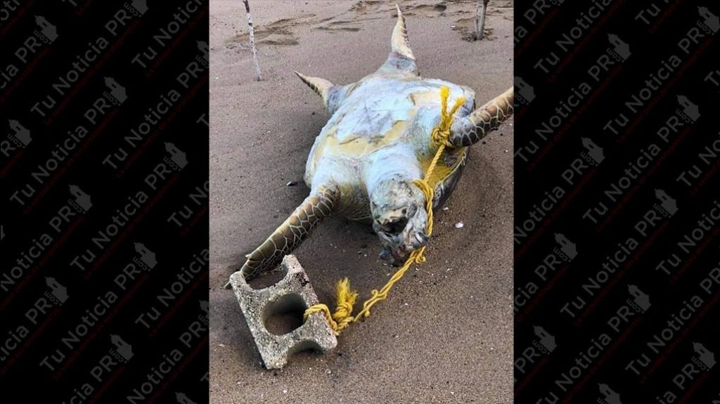 Encuentran una tortuga marina muerta y atada a un bloque en playa de Rinc&oacute;n 