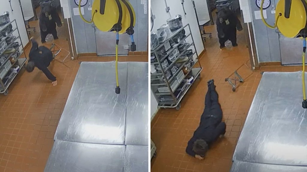  VIDEO: Oso entra a la cocina de un hotel y ataca a guardia de seguridad 