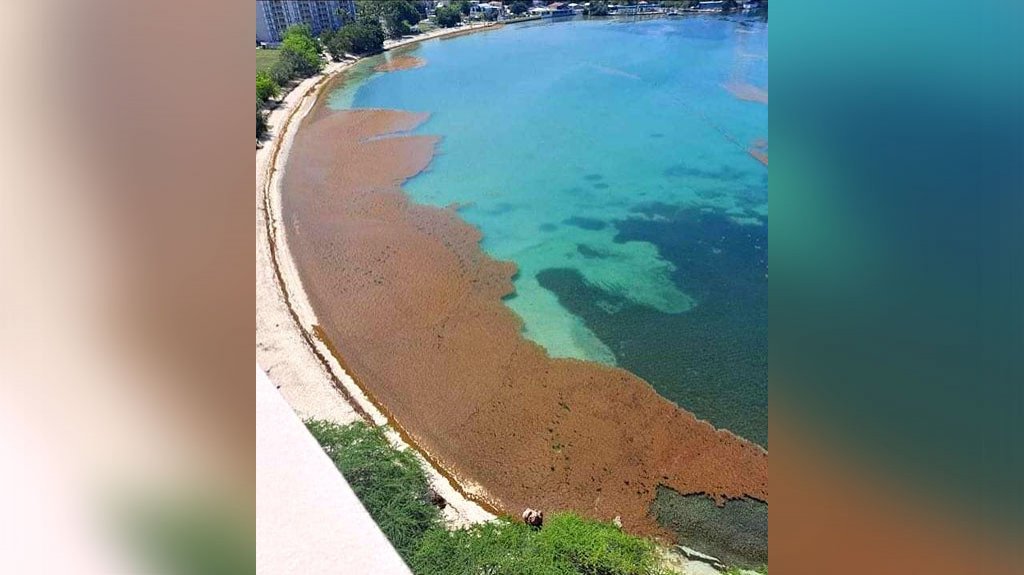  Municipios de Gu&aacute;nica y Cabo Rojo claman por ayuda del DRNA ante crisis del sargazo 