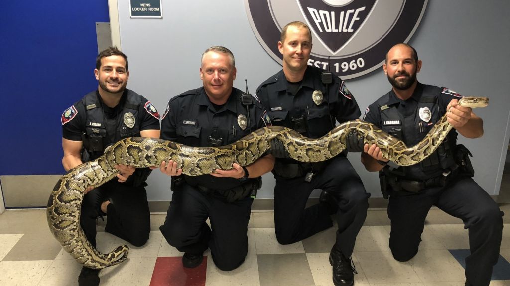  Polic&iacute;a captura una pit&oacute;n de 12 pies y medio en una calle del sur de Florida 