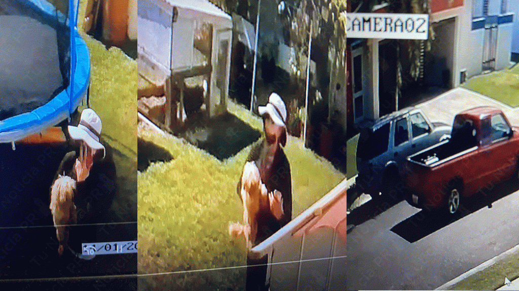  Video: Mujer queda grabada robado un perrito &ldquo;Shih Tzu&rdquo; en Arecibo 